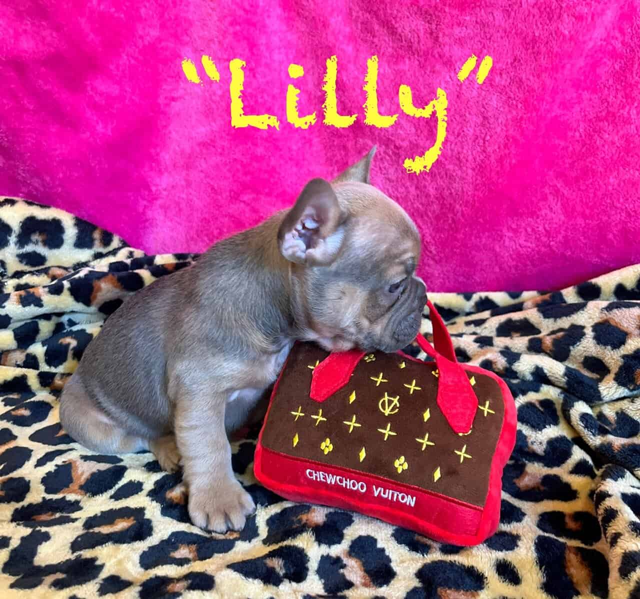 Frenchie Puppies * Ukraine Lineage image 2