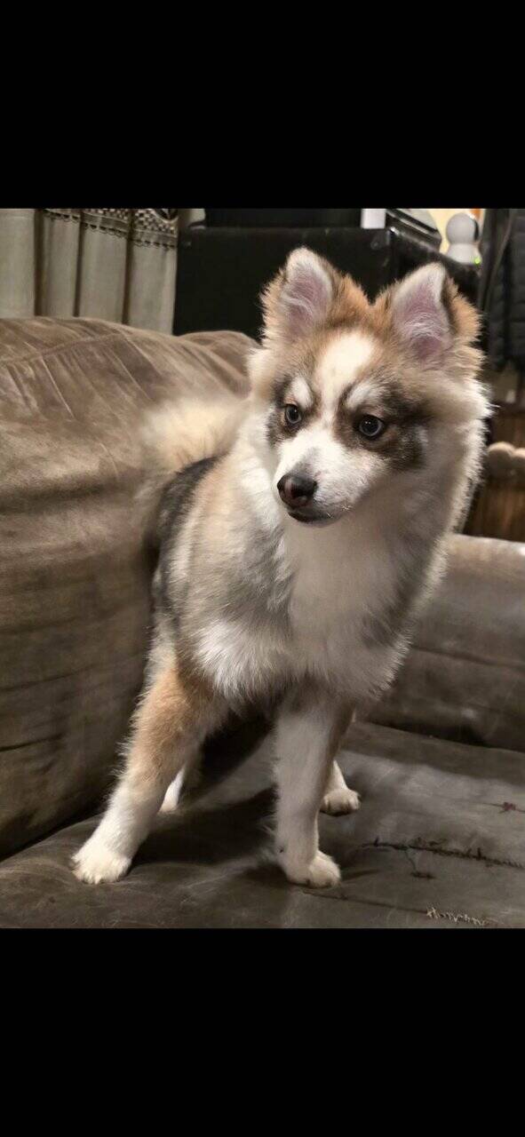 💙 Pomsky Lovers — Rare Opportunity, Unbeatable Pr image 4