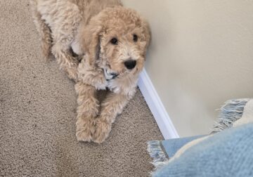 Standard Goldendoodle Puppy + Starter Kit/Supplies