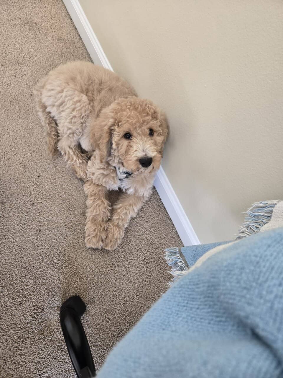 Standard Goldendoodle Puppy + Starter Kit/Supplies image 1