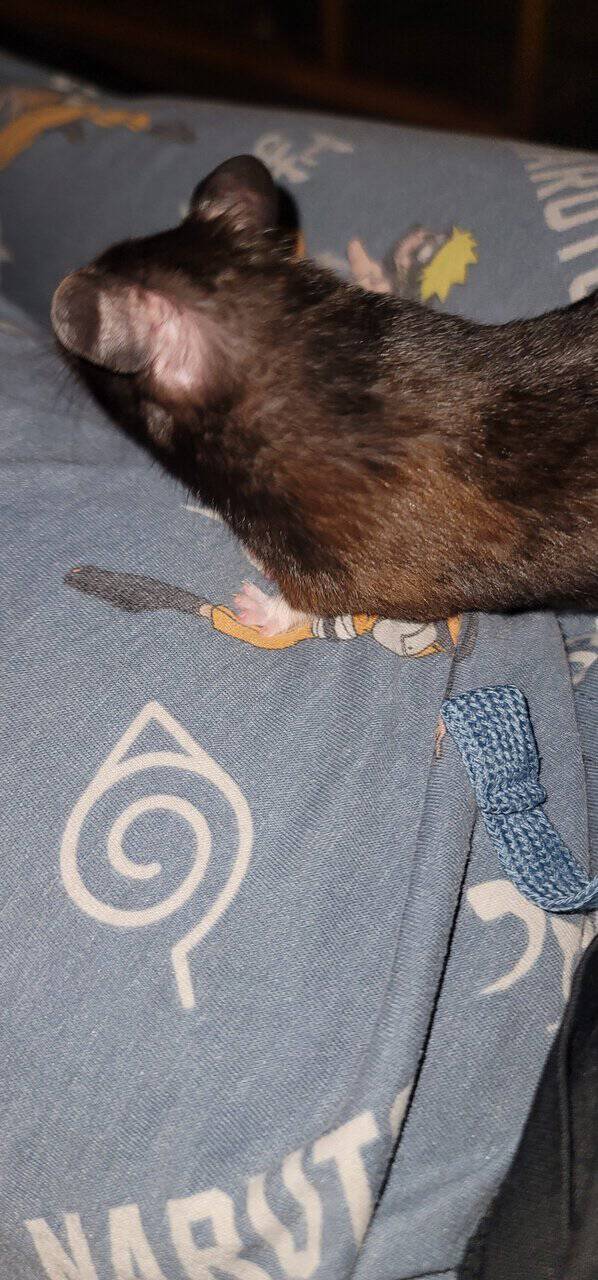 Hamster image 6