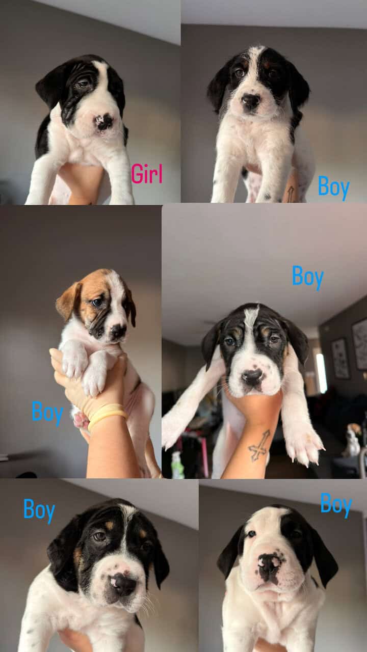 Puppies image 1