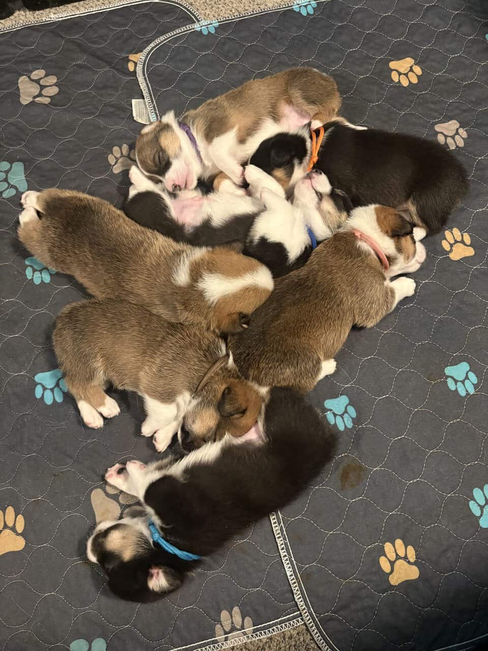 Pembroke Corgi Puppies image 1