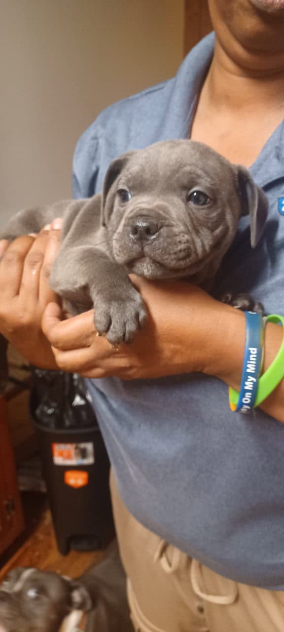 Staffordshire bull terrier pups image 5