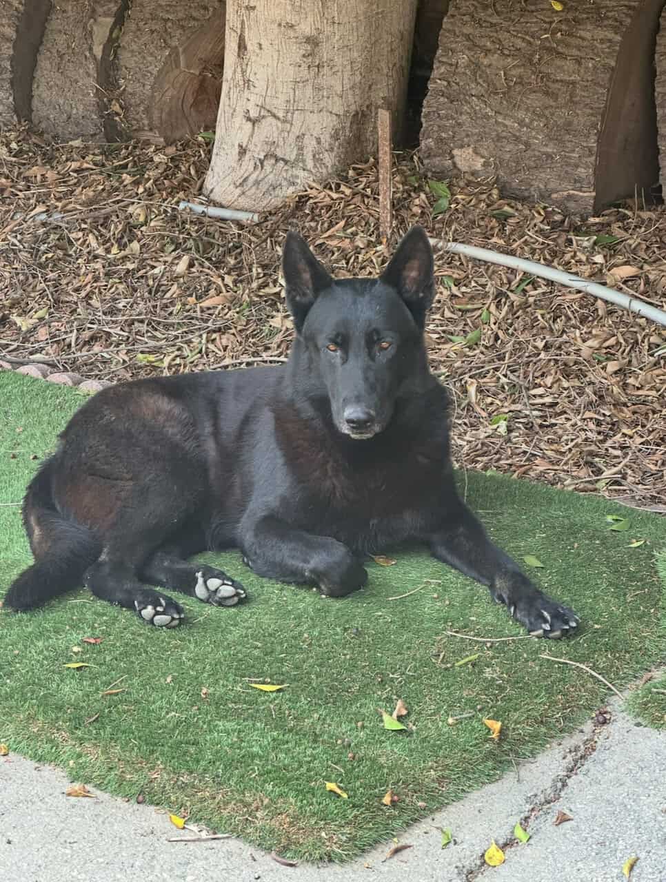 German shepherd Belgian malinois puppies for sale image 4