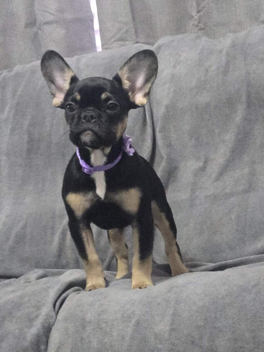 AKC French bulldog puppies (females) image 5