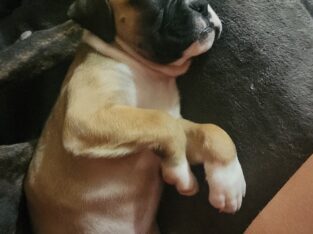 Female Boxer puppy runt