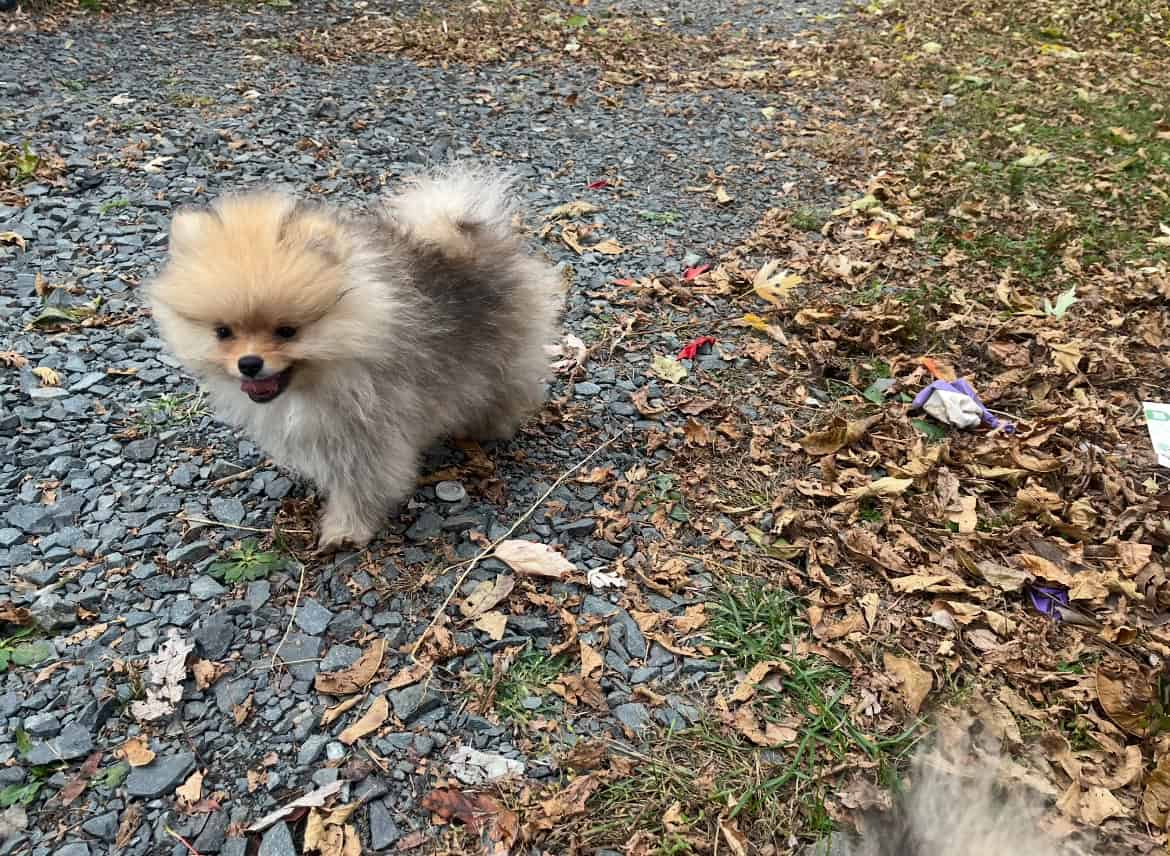 Pomeranians For Sale image 7