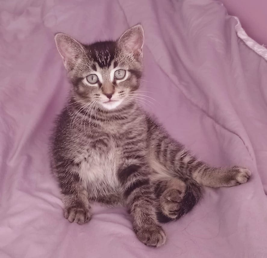 Adorable Kitten for rehoming image 1