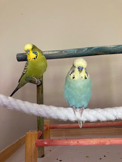 2 male English budgies image 2