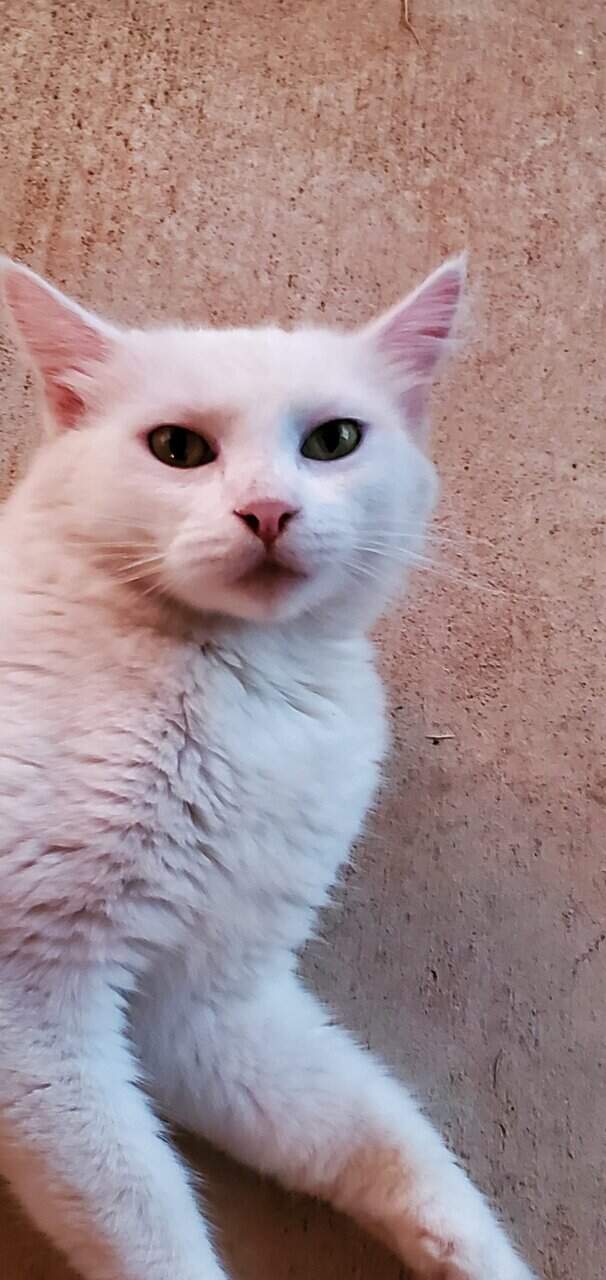 Turkish Van Cat for sale image 2