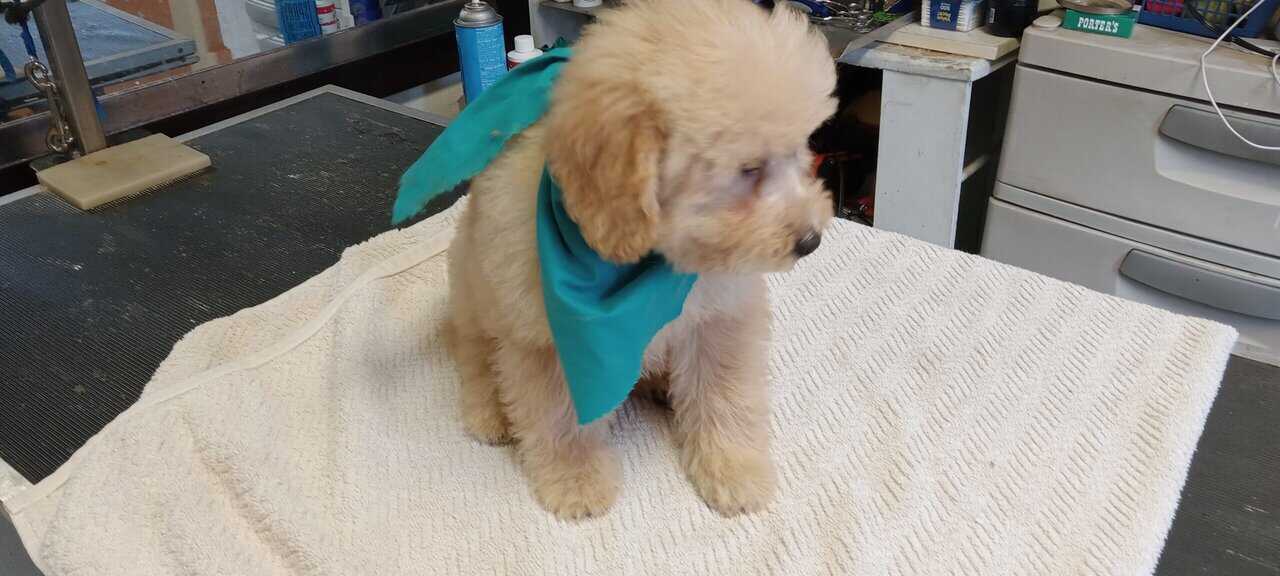 Minidoodle puppys image 1