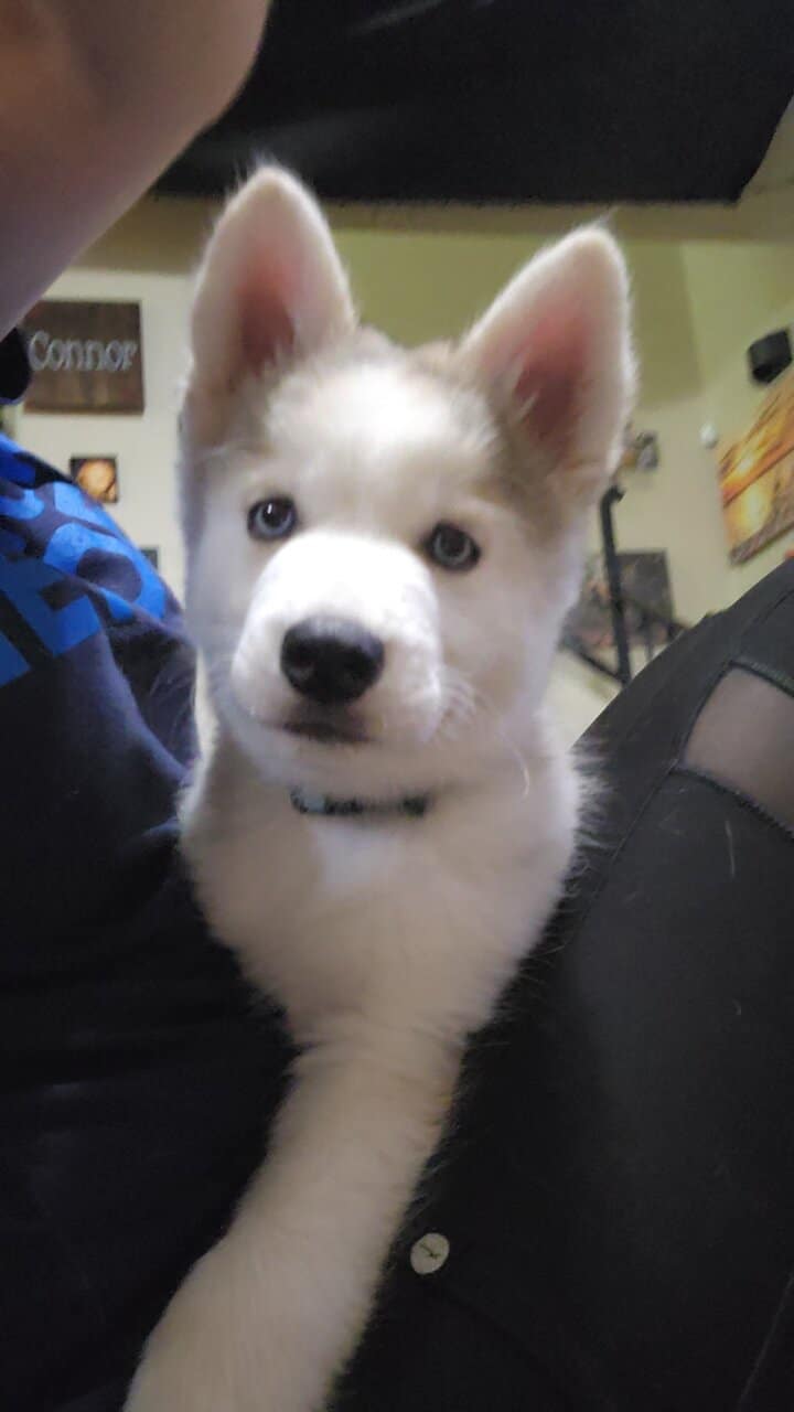 Husky Puppy image 3