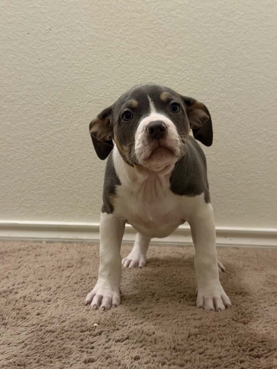 10weeks old image 5