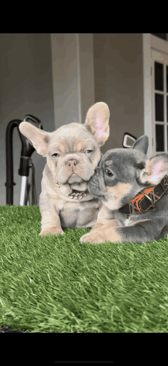 French bulldog image 1
