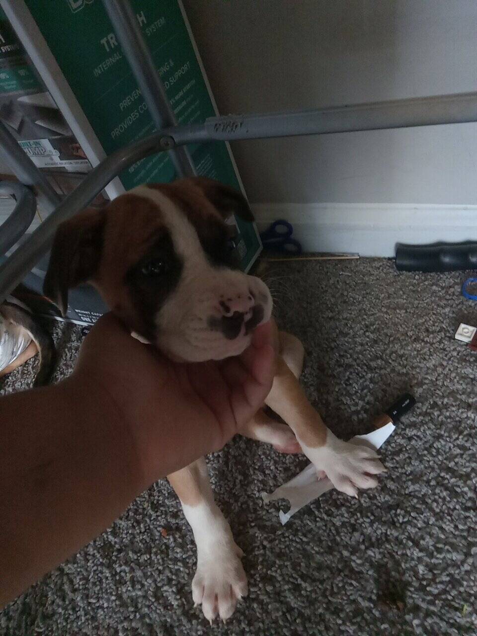 Puppies for Sale image 4