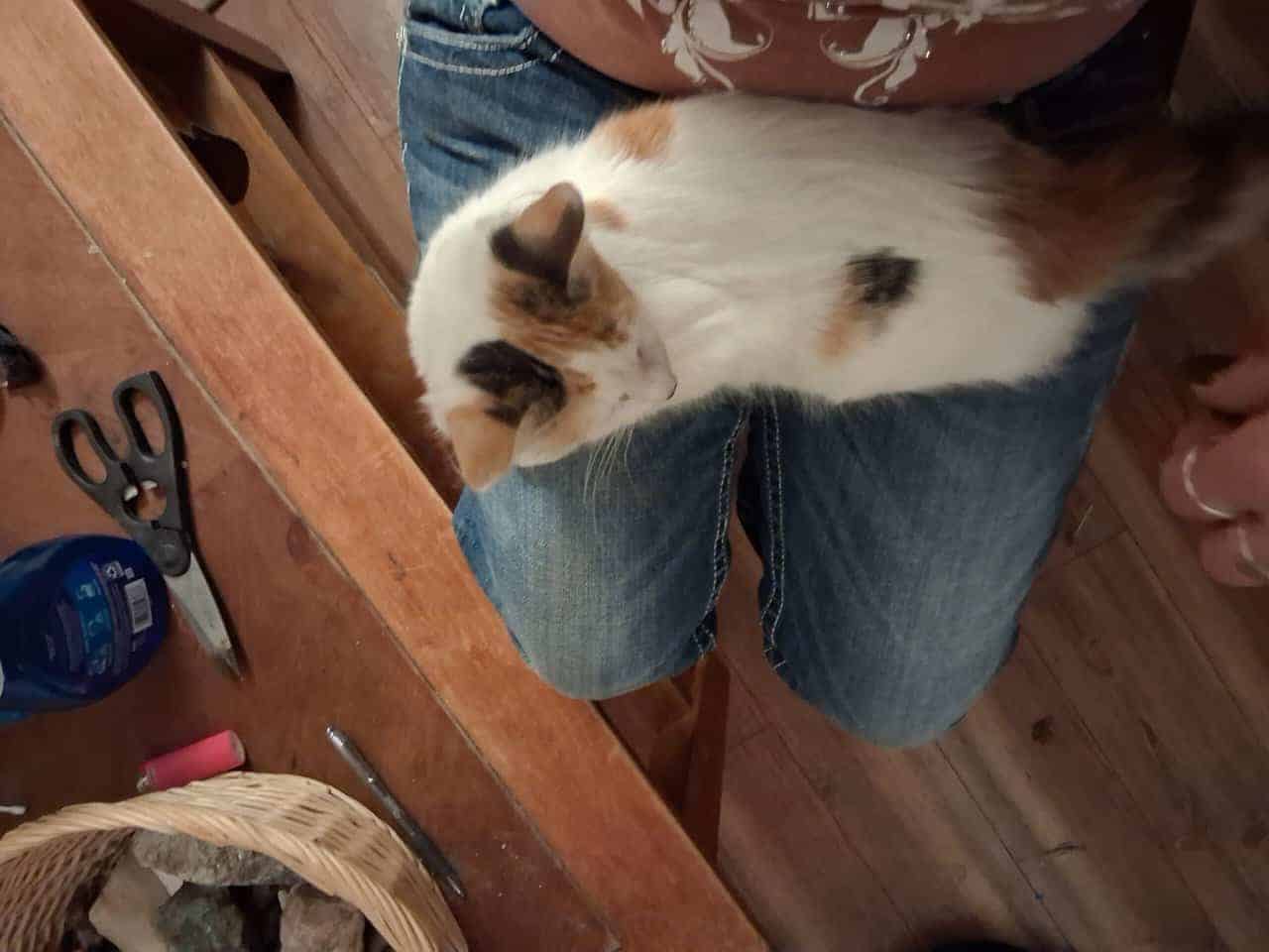 12 wk female calico fixed,vaccinated, dewormed,def image 5