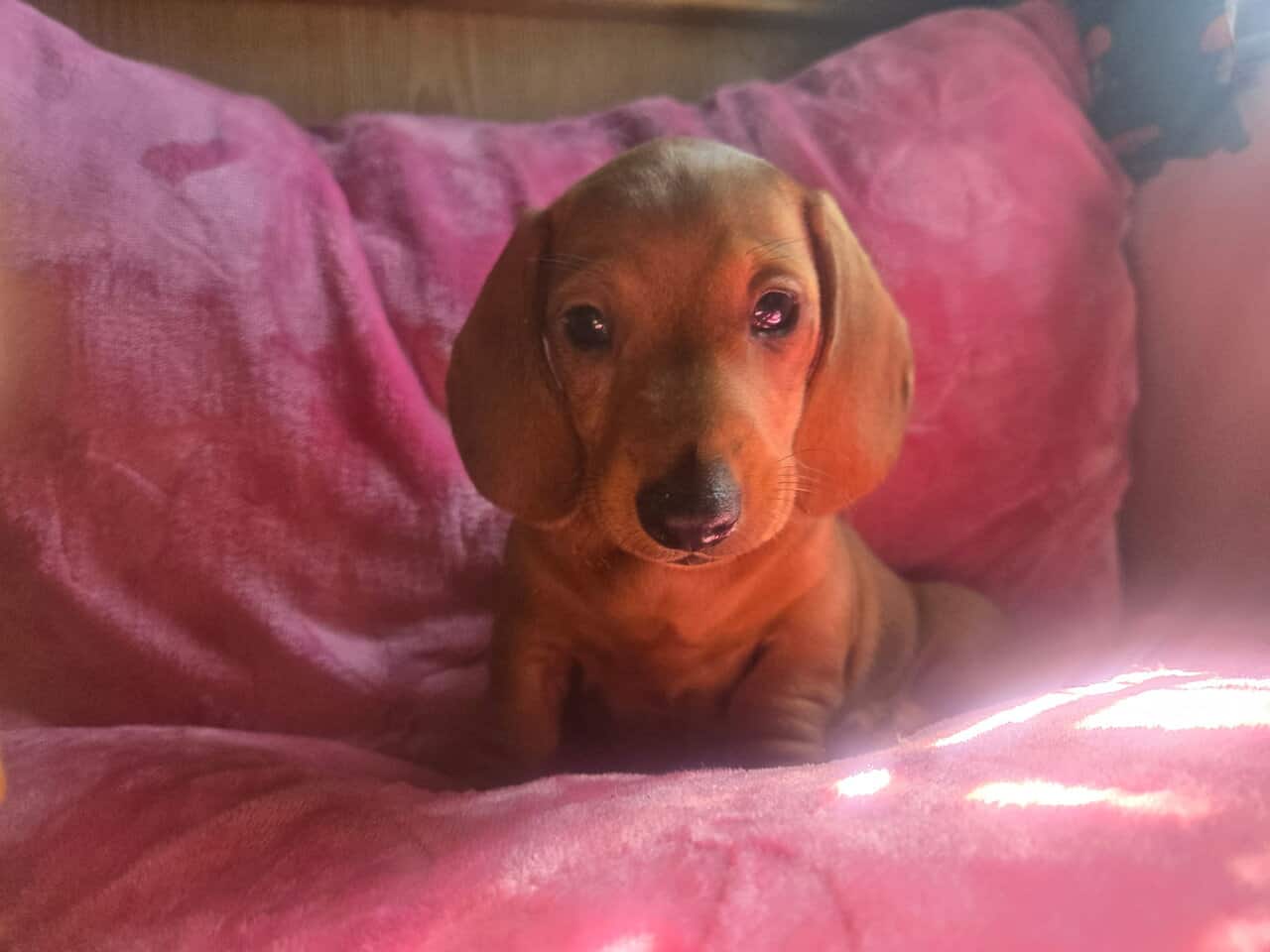 Miniature Dachshund Puppies image 3