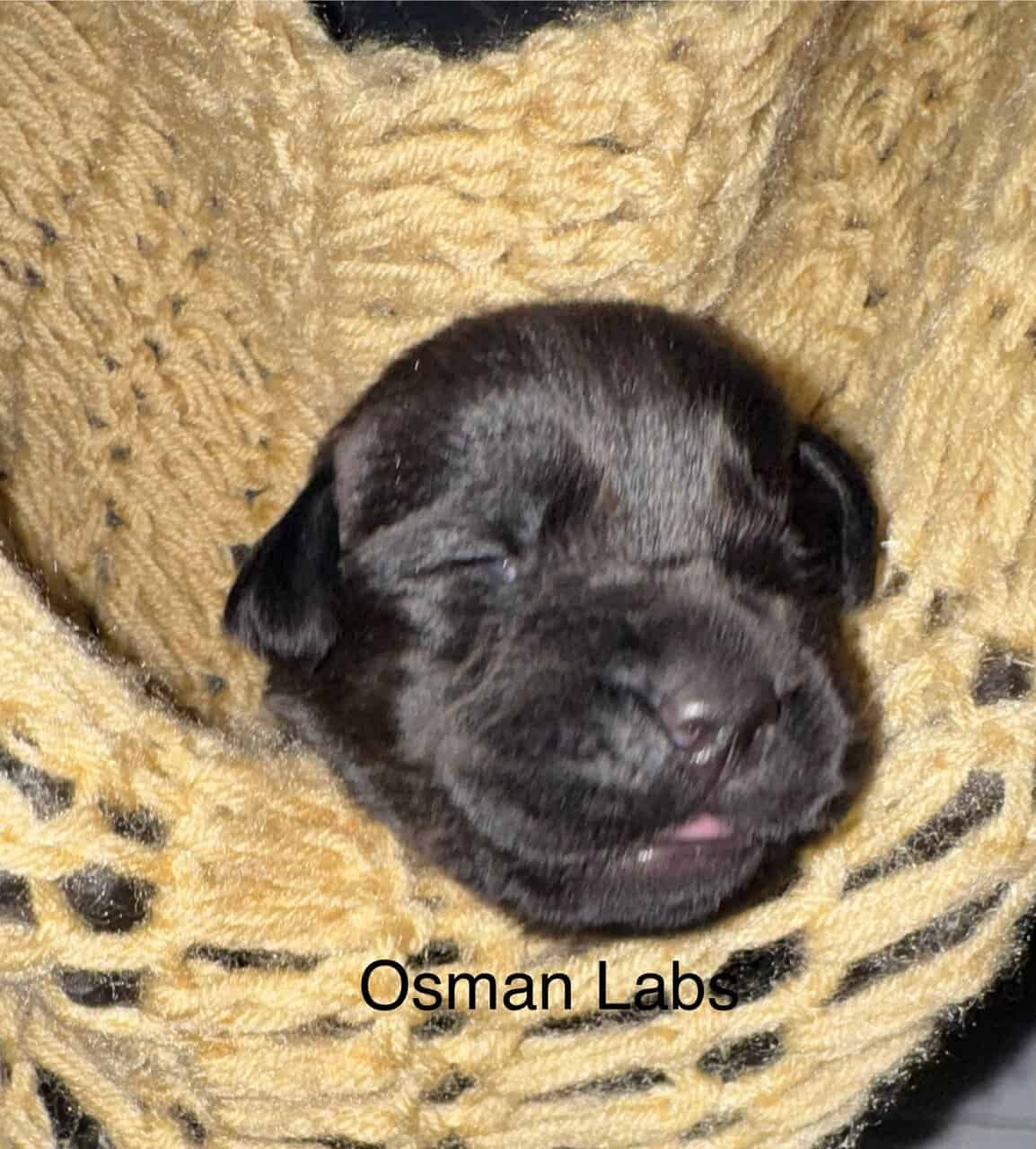 Black lab puppies available November 13th image 7