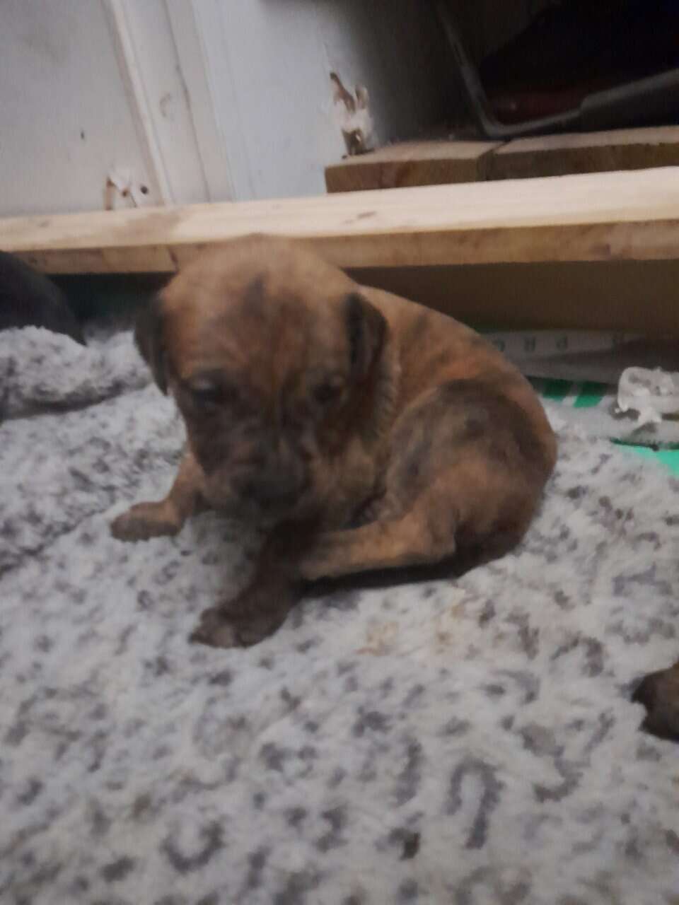 Bull mastiff puppies image 2