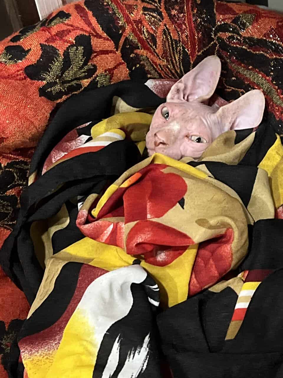 Naked kitten--Blaze image 1