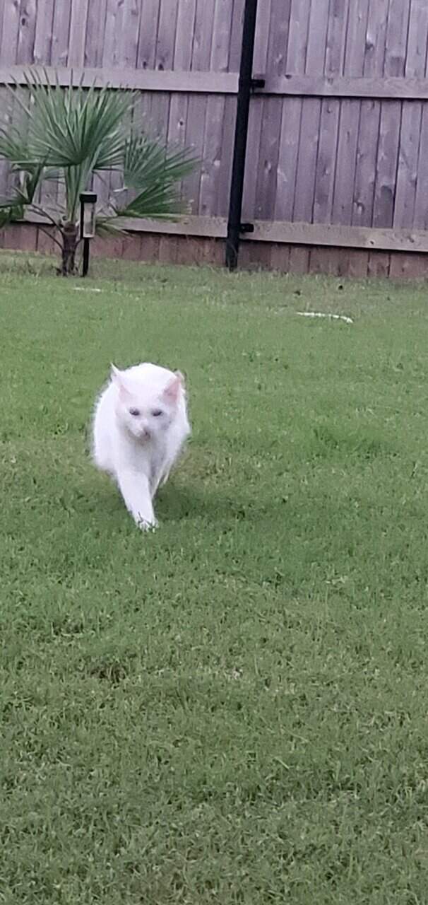 Turkish Van Cat for sale image 1
