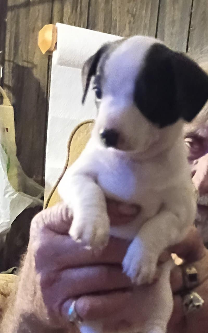 Cute puppies image 2