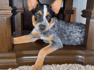 Blue/Red heeler puppy for sale