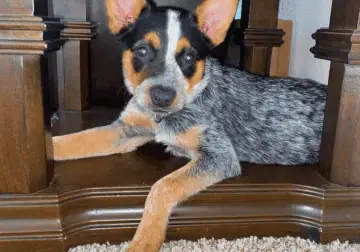 Blue/Red heeler puppy for sale