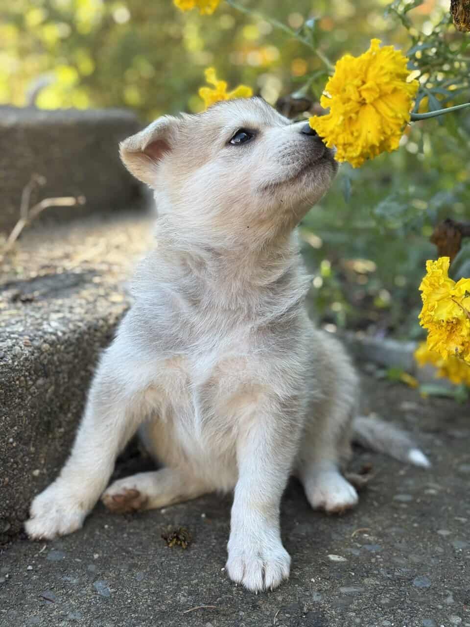 Shepsky puppy image 4