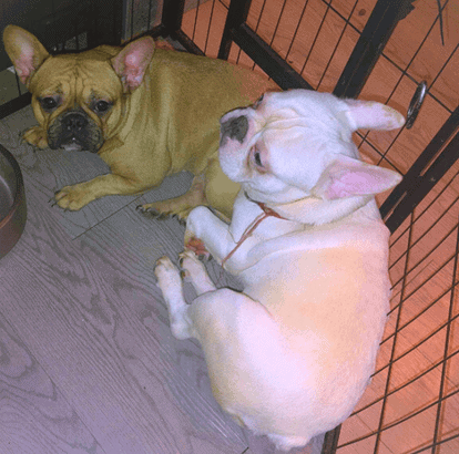 1500 for 2 French Bulldog image 2