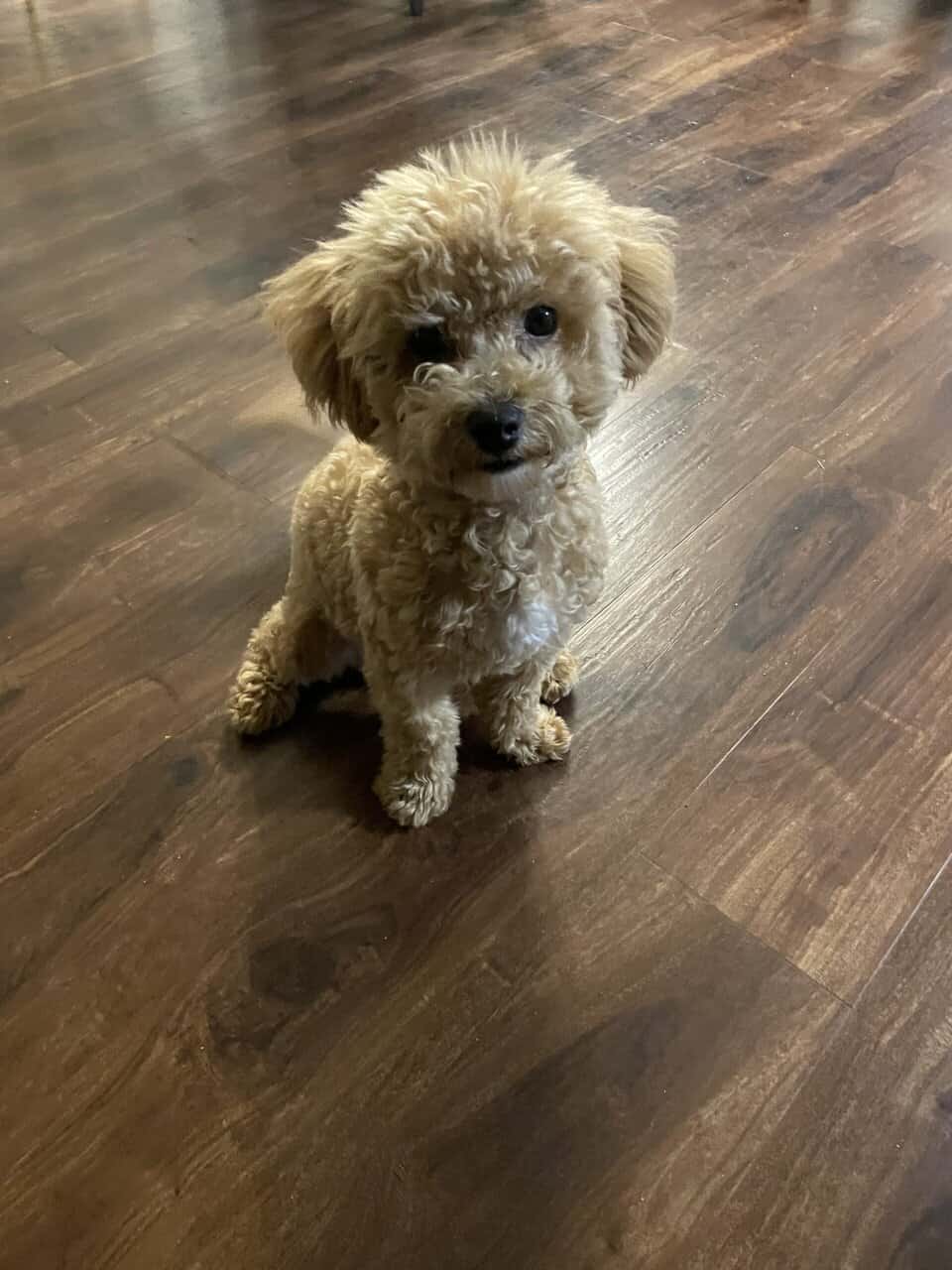 Poochon puppy image 3