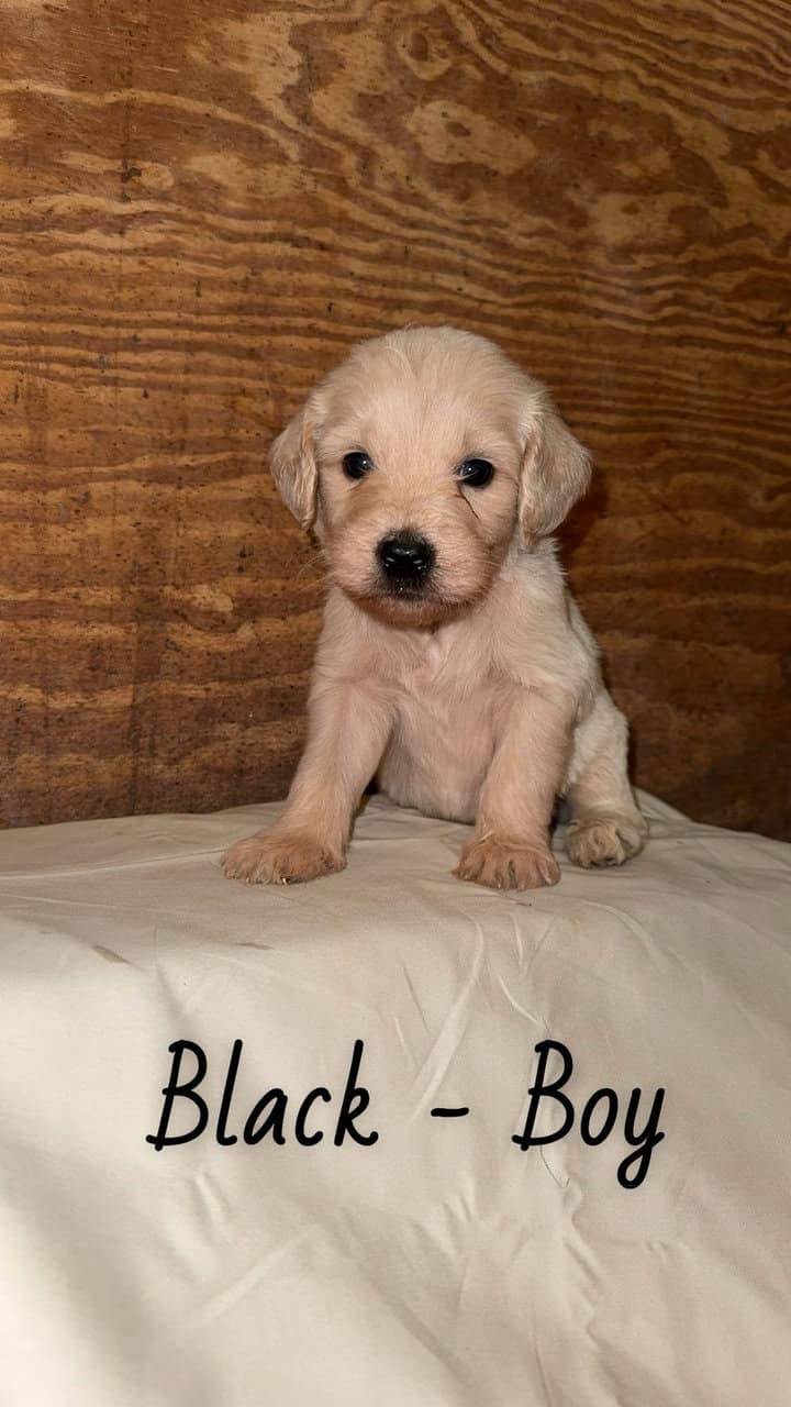 F1 Goldendoodle Puppies image 13