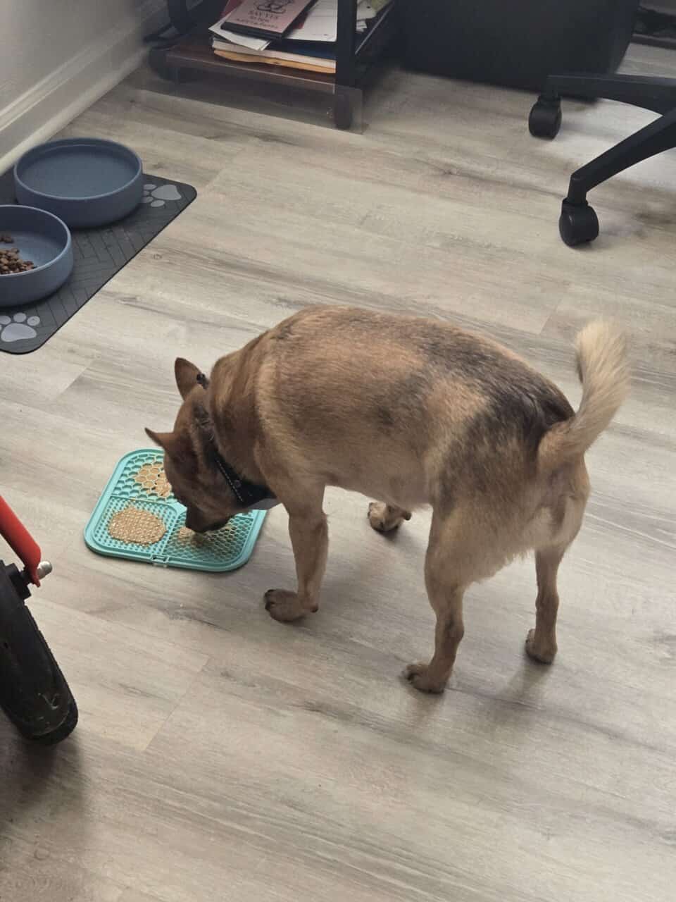 MEET SCOUT! image 2