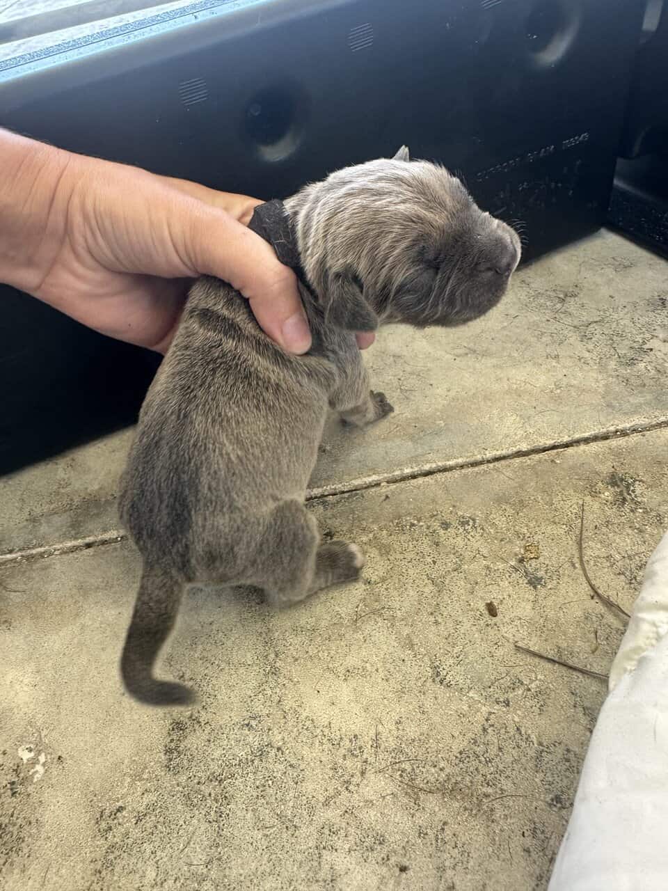 Cane Corso Mix image 5
