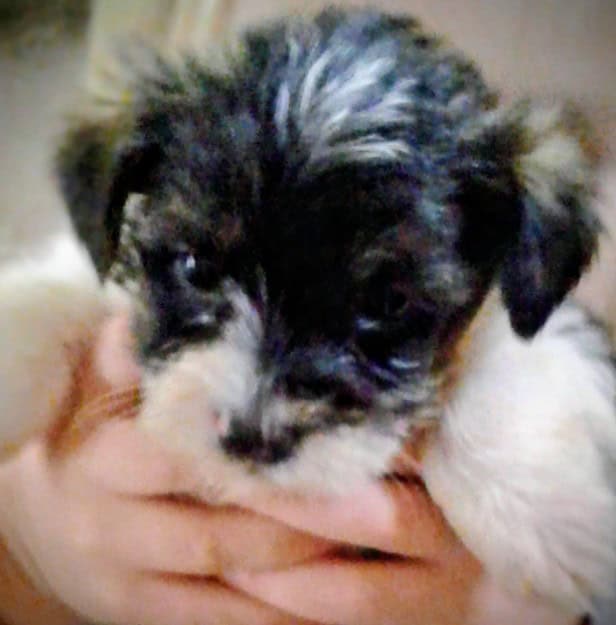 Morkie puppies image 2