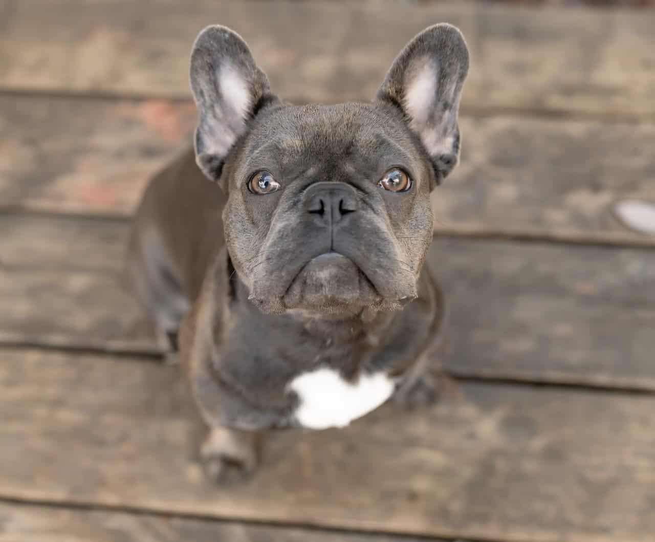 French Bulldog puppies image 7