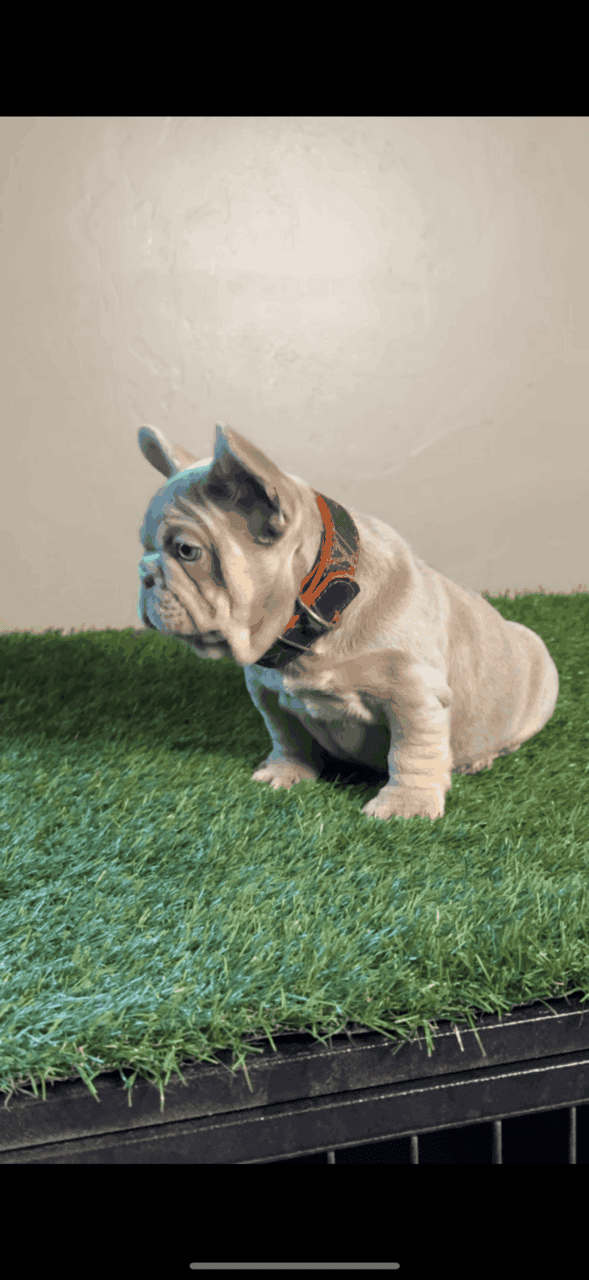 French bulldog image 3