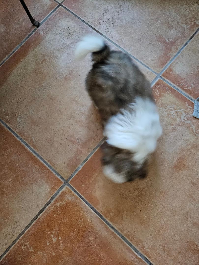 Shih Tzu/Pomeranian puppies for sale. image 6