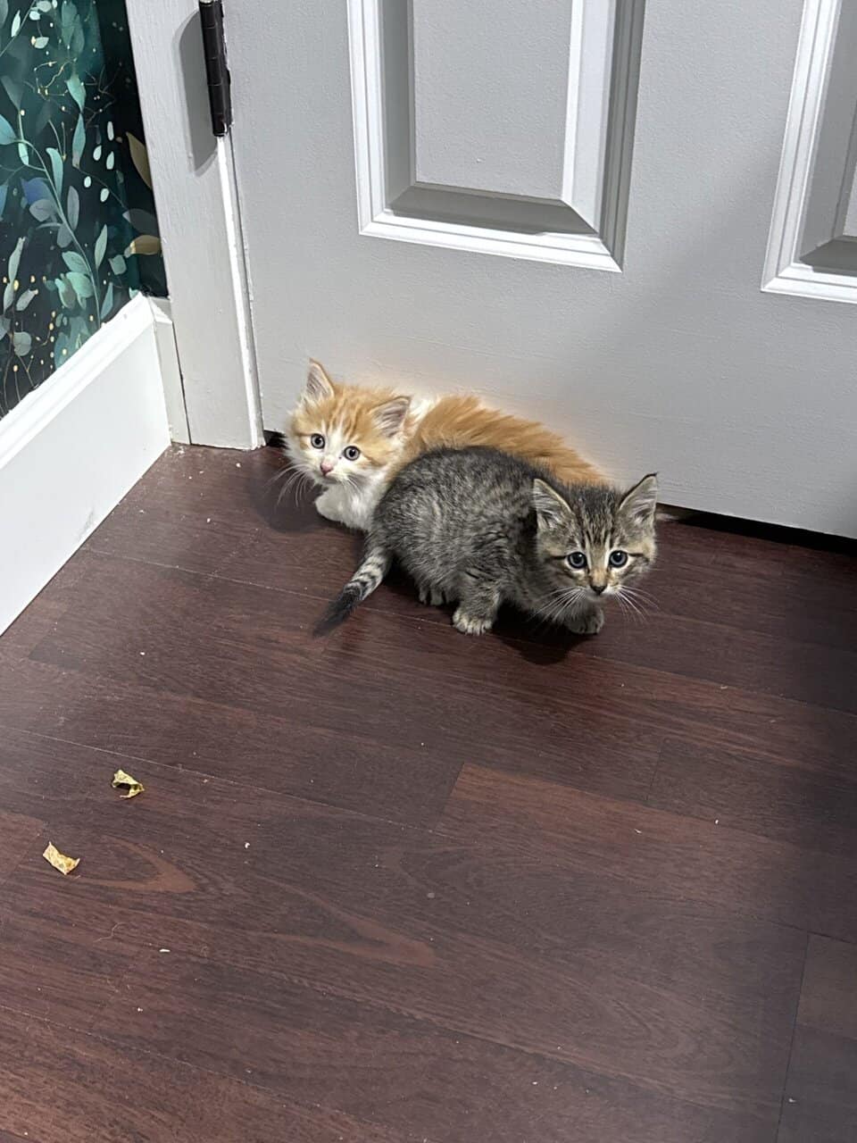 Maine Coon Kitten for sale image 1