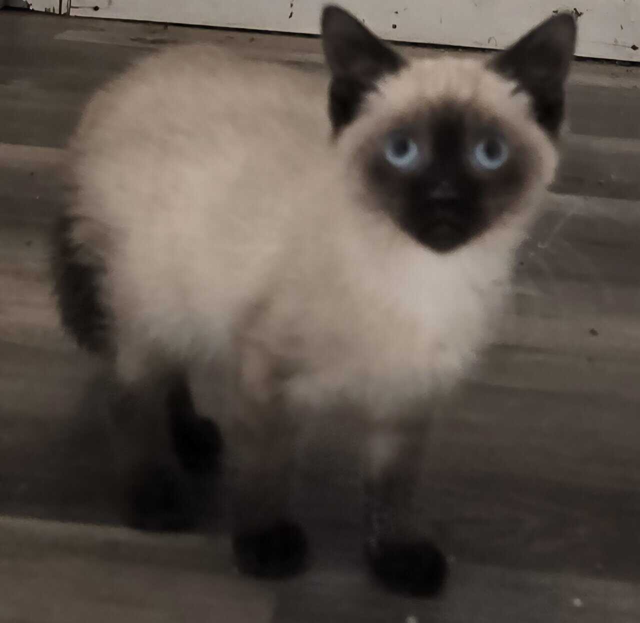 Siamese kittens image 2