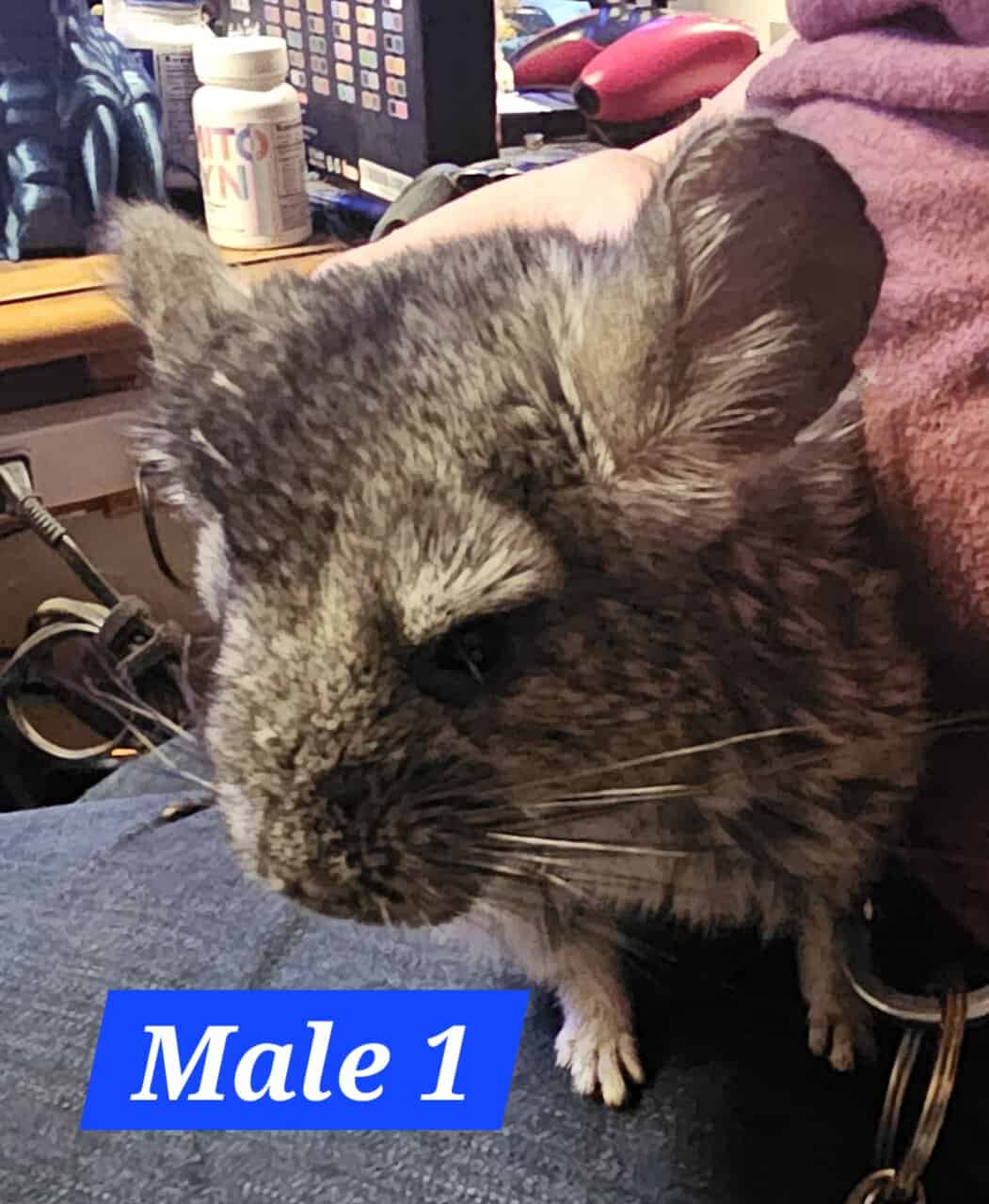 Baby Chinchilla image 2