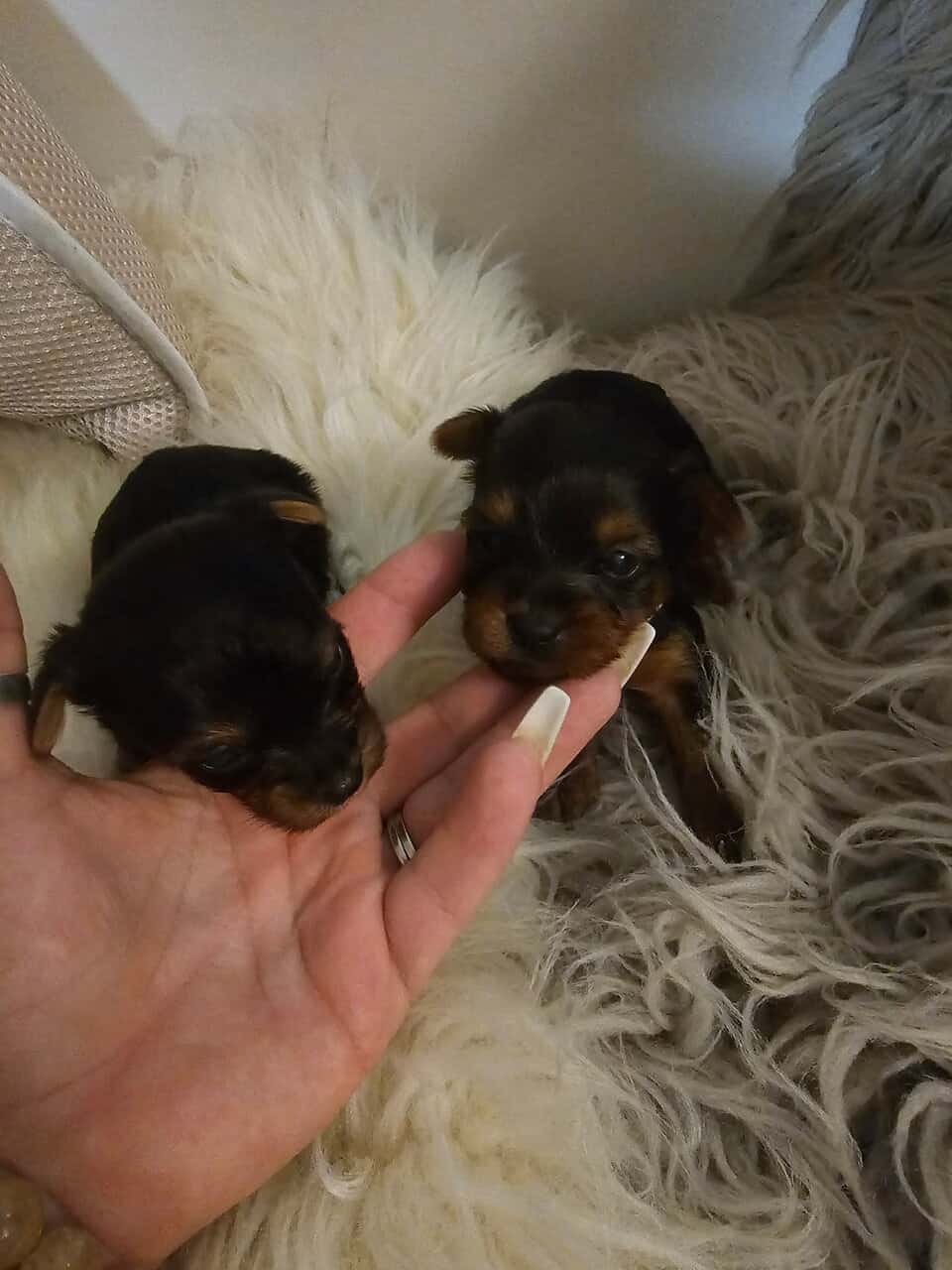 Yorkies image 3