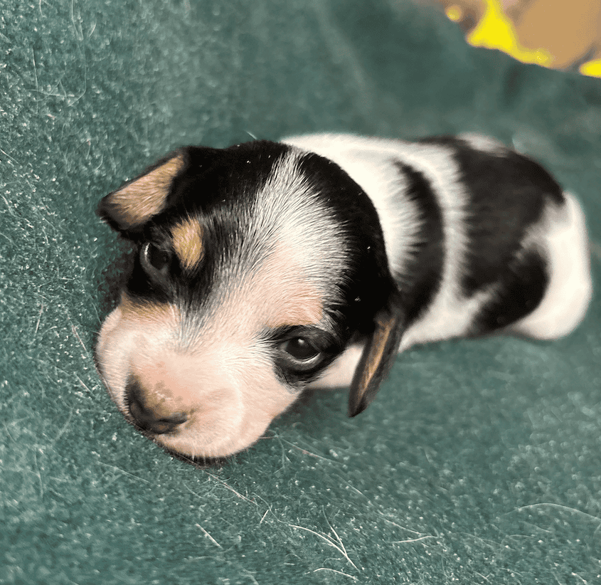Dachshund Puppies image 8