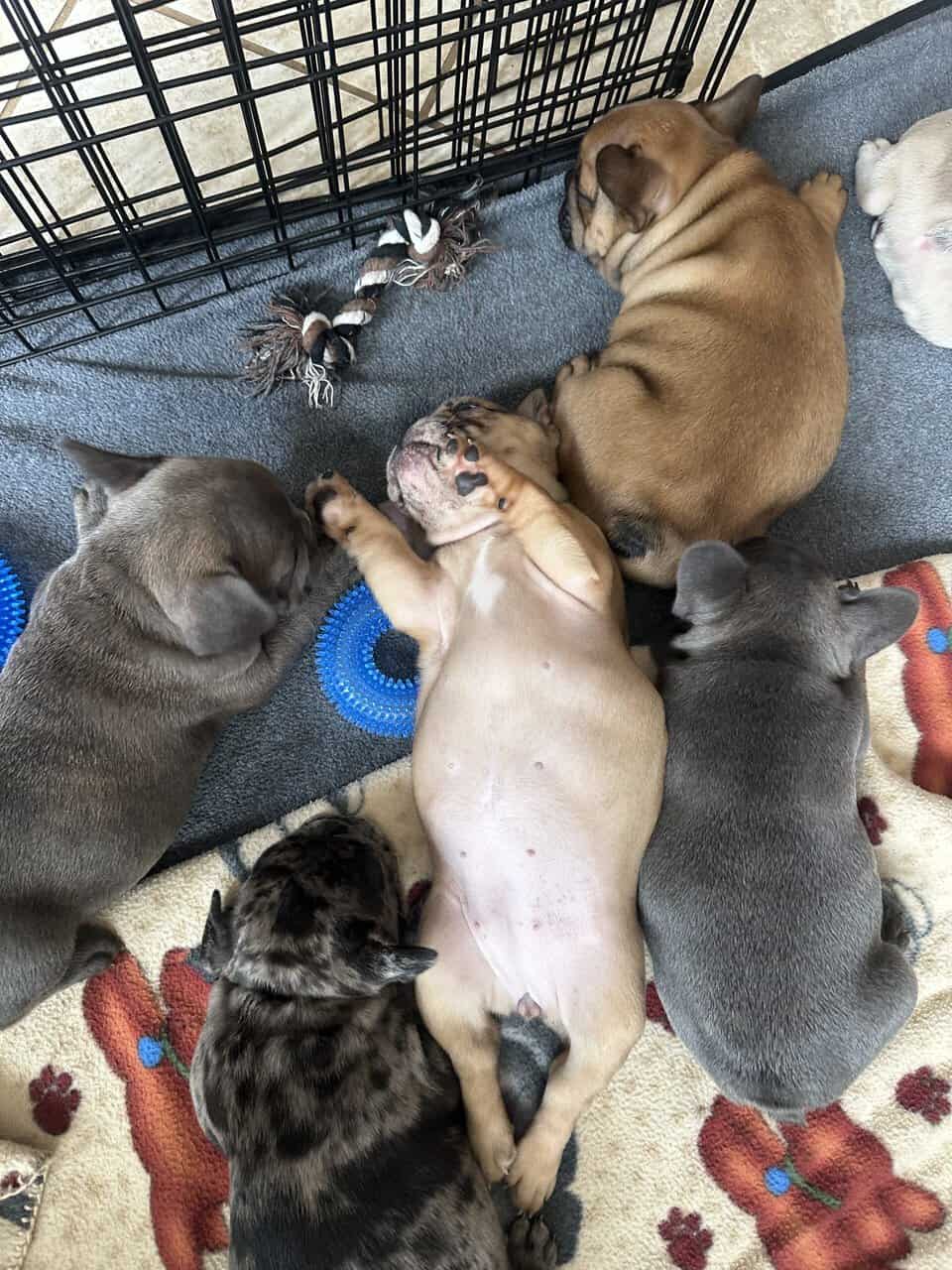 Frenchie image 9