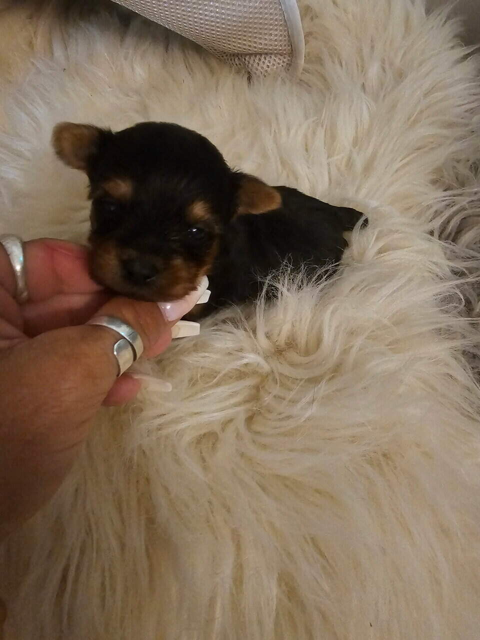 Yorkies image 1