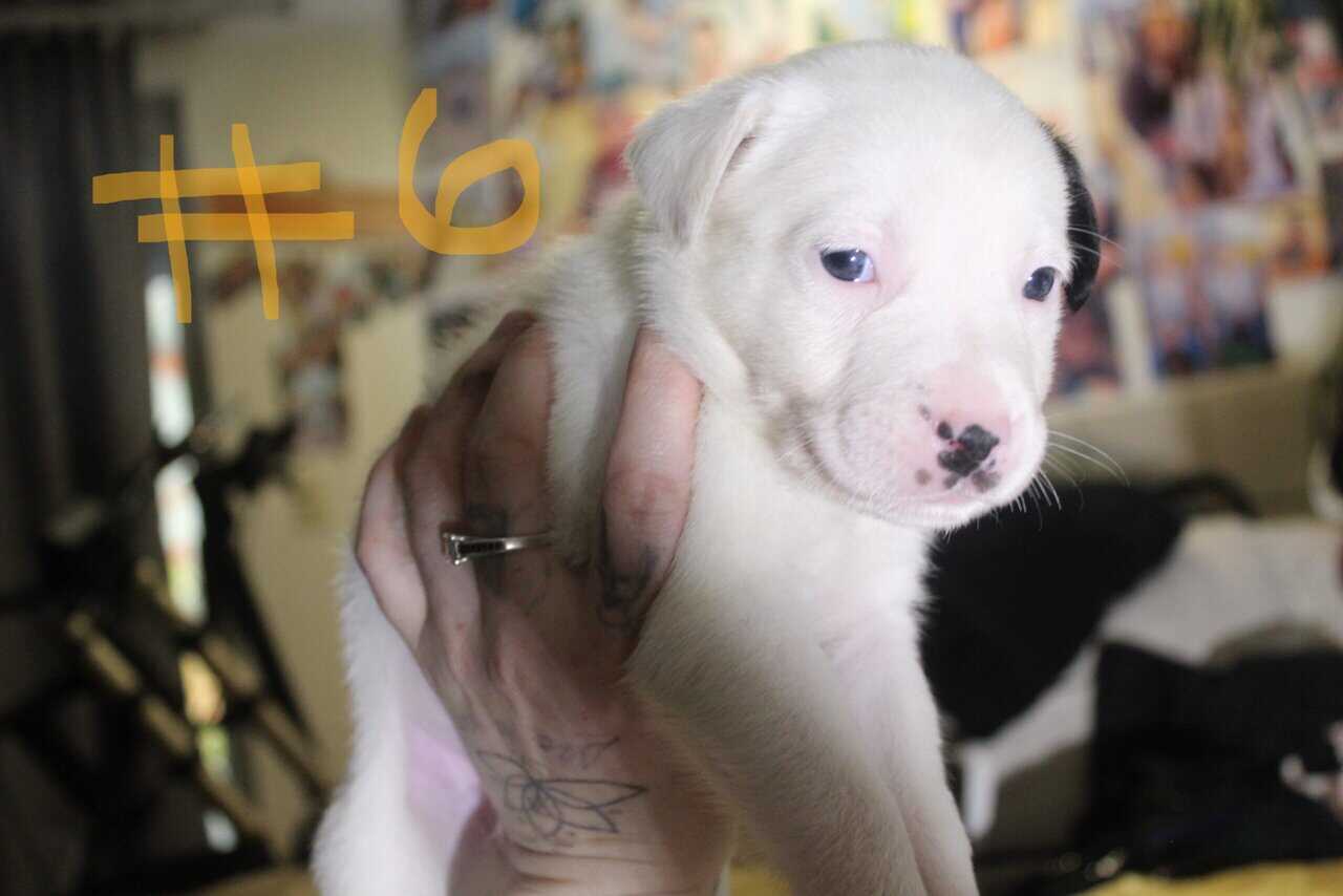 Lab & Pit mix Ready for their fur ever Homes Nov18 image 14