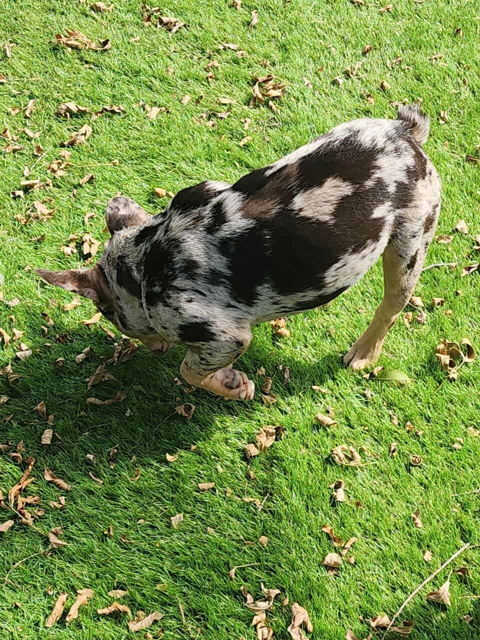French bulldog image 2