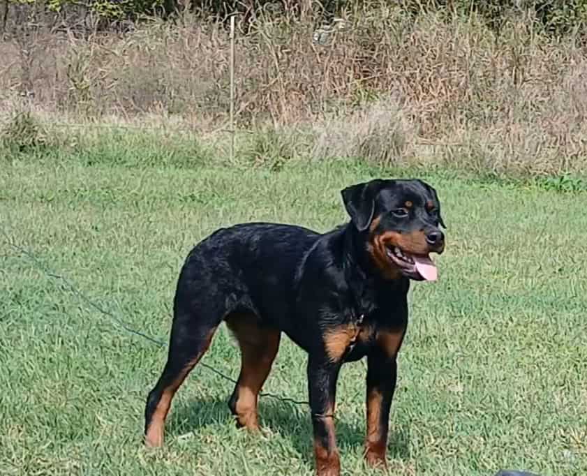 AKC registered German Rottweiller image 4