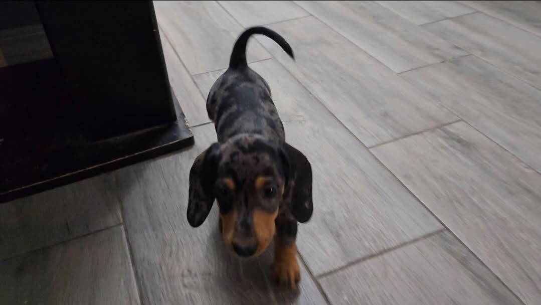 Mini dachshund for sale image 4
